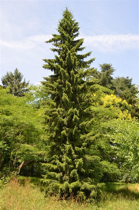serbian spruce